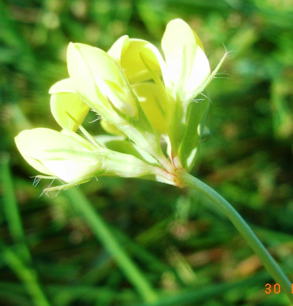Lotus corniculatus